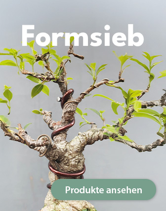 Hibiscus - e-bonsai.de