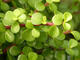 Portulacaria afra
