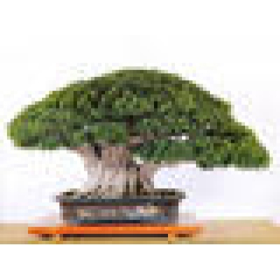 Zimmerbonsai fr die Wohnung | Das grte Bonsaizentrum in der  Tschechischen Republik seit 1979 - e-bonsai.de