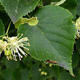 Tilia