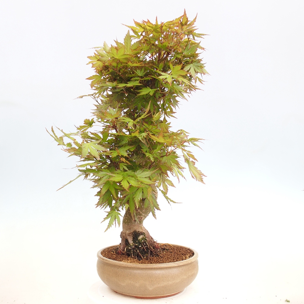 Bonsai im Freien - Acer palmatum - Auburn Ahorn