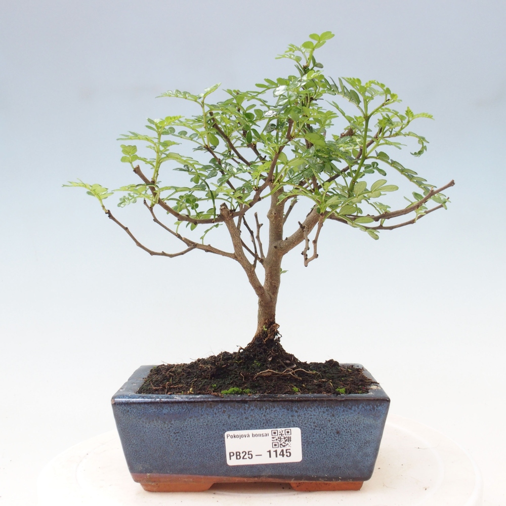 Indoor-Bonsai - Zantoxylum piperitum - Pfefferminze