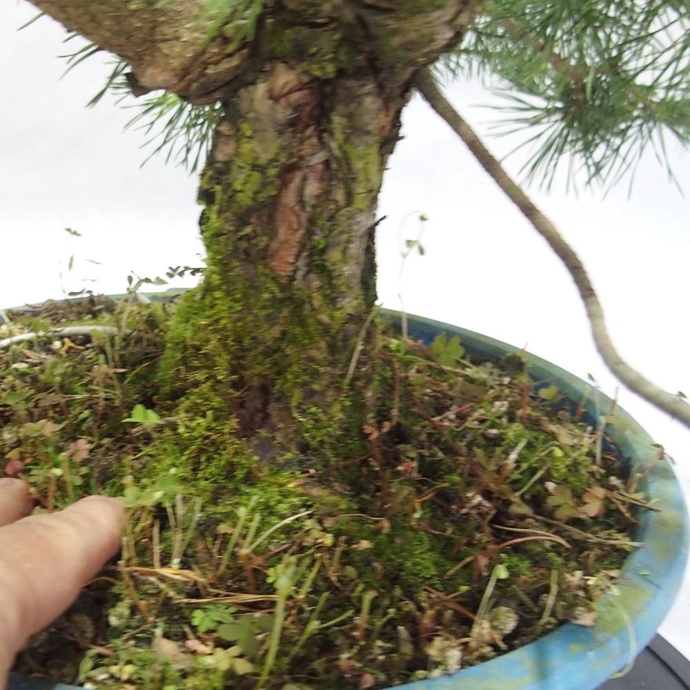 Yamadori - Pinus sylvestris 