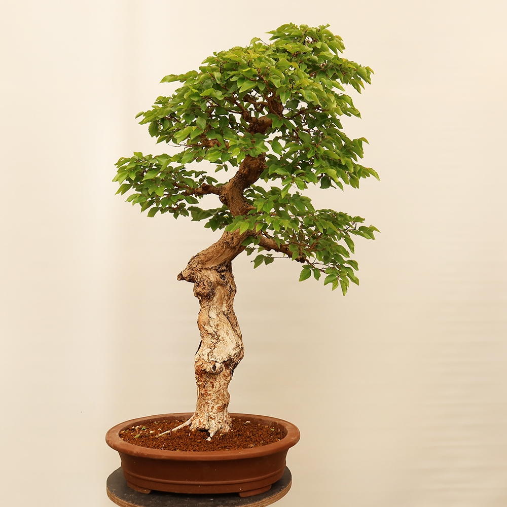 Bonsai im Freien - Carpinus Coreana - Koreanische Hainbuche