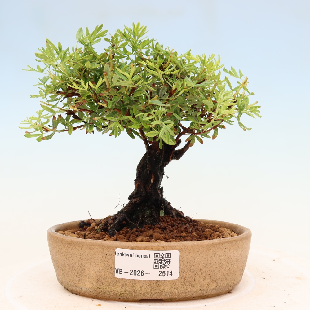 Bonsai für draußen - Potentila fruticosa