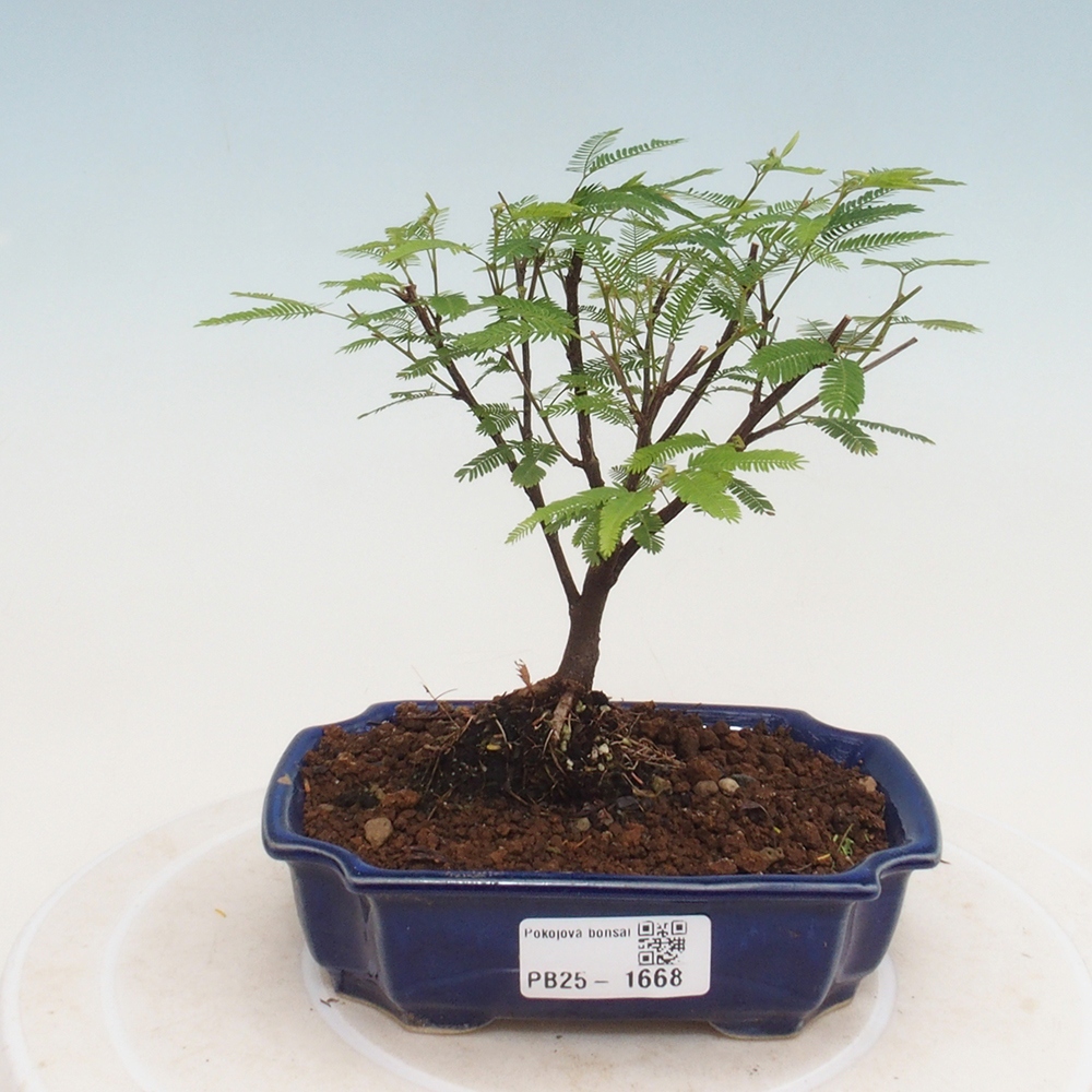 Zimmer Bonsai-Calliandra surinamensis Dixie Pink -Kaliandra von Suria