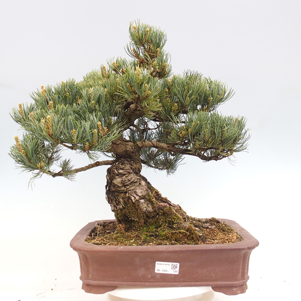 Bonsai für draußen - Pinus parviflora - Pinus parviflora