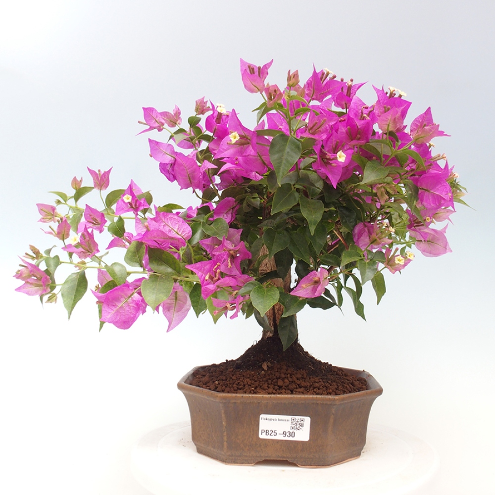 Indoor Bonsai - Bouganwilea