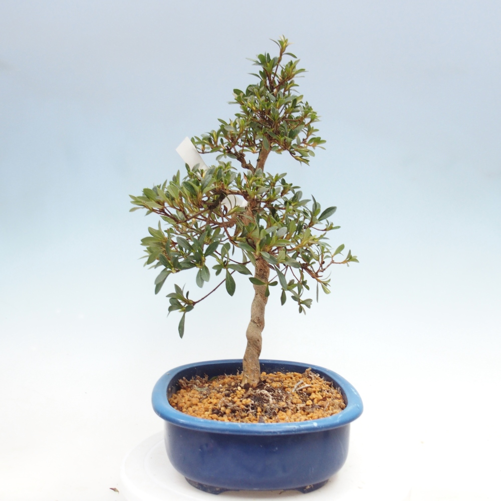 Bonsai für draußen - Japanische Azalee - Azalee Nasuno