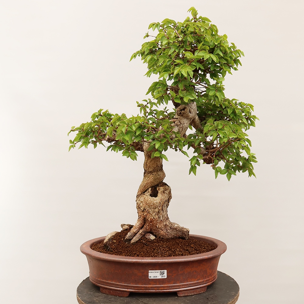 Bonsai im Freien - Carpinus Coreana - Koreanische Hainbuche