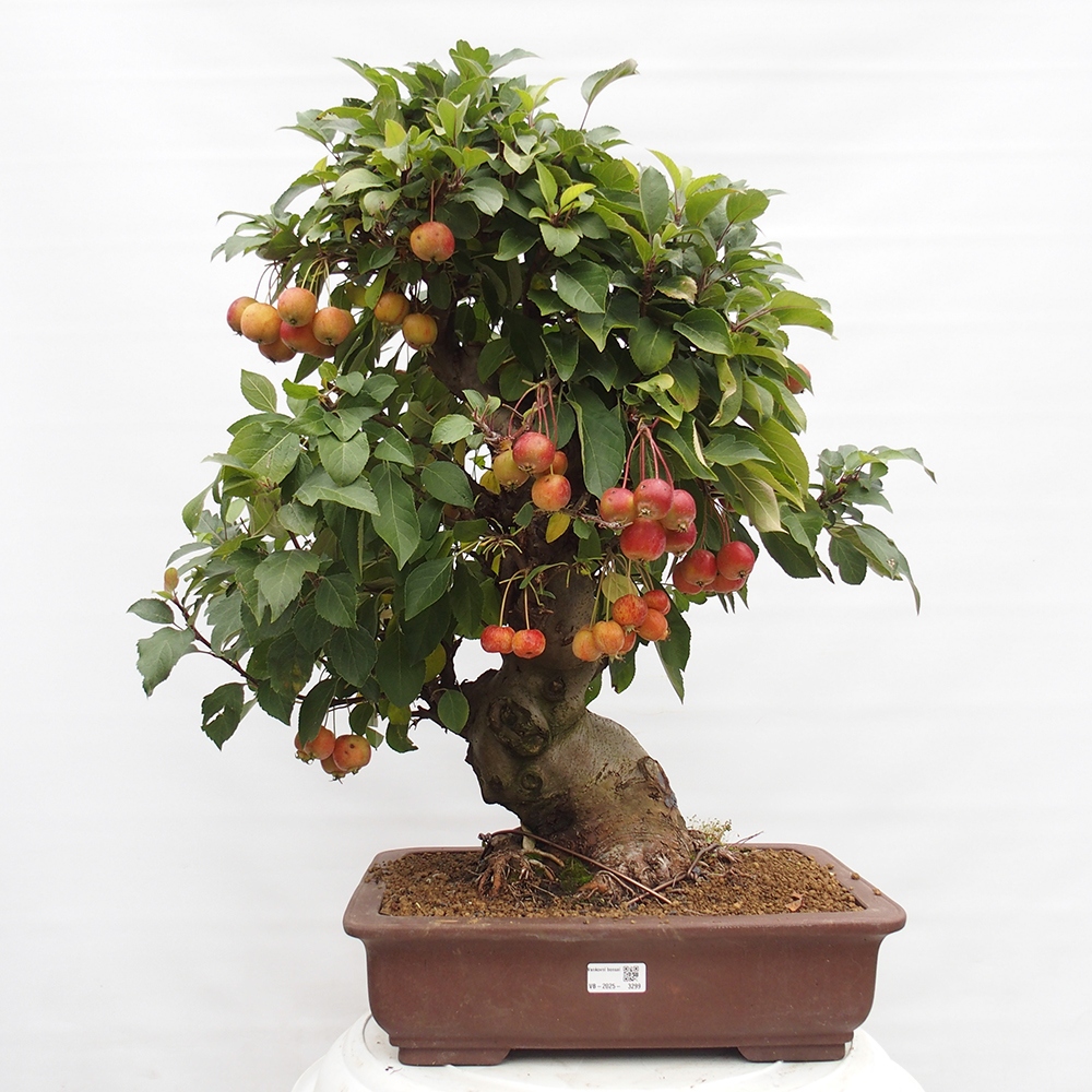 Bonsai im Freien - Malus halliana - Kleinfruchtiger Apfelbaum