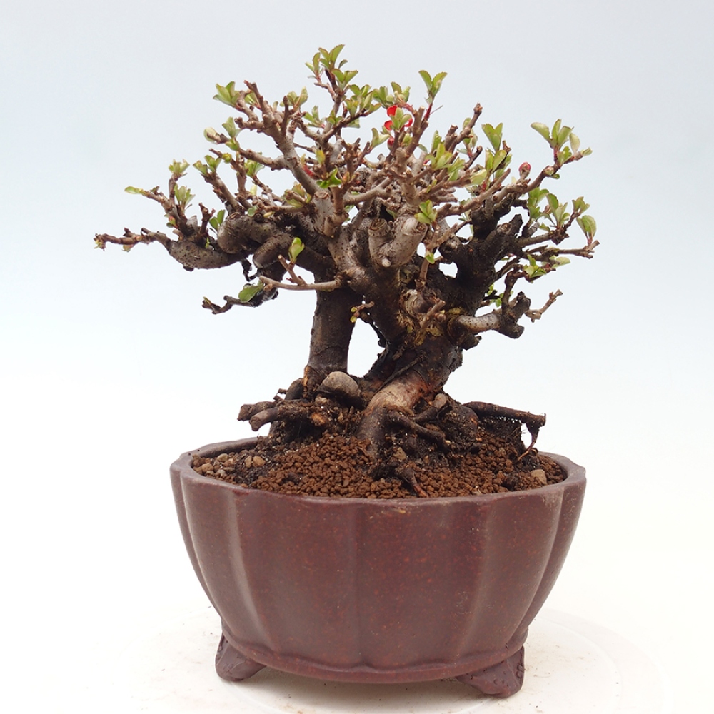 Bonsai für draußen - Chaneomeles speciosa - Quitte
