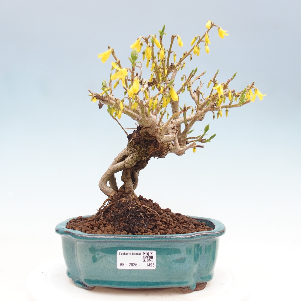 Bonsai für draußen - Zlatice - Forsythia koreana