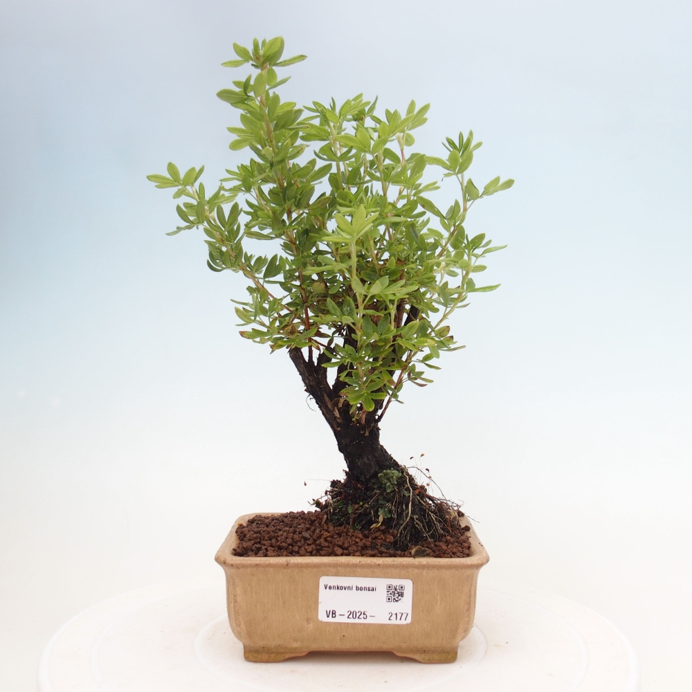 Outdoor-Bonsai-Fingerkraut - Potentila fruticosa gelber Vogel