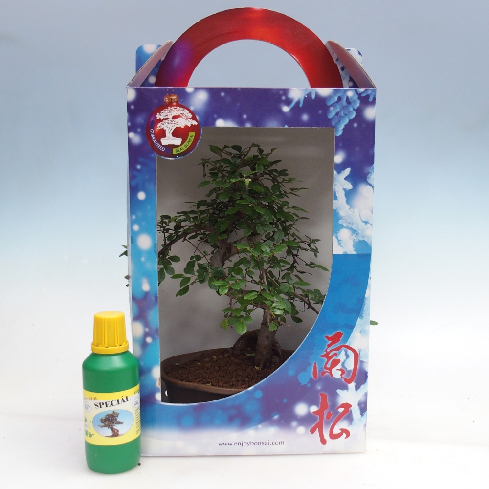 Ulmus parvifolia - Chinesische Ulme