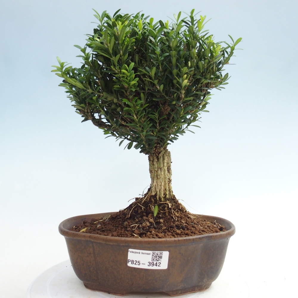 Zimmer Bonsai - Buxus harlandii - Korkbuxus