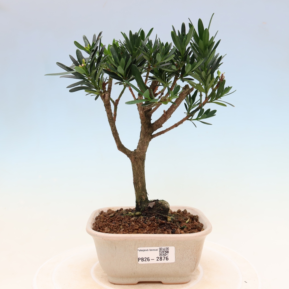 Zimmerbonsai - Podocarpus - Stein-Eibe