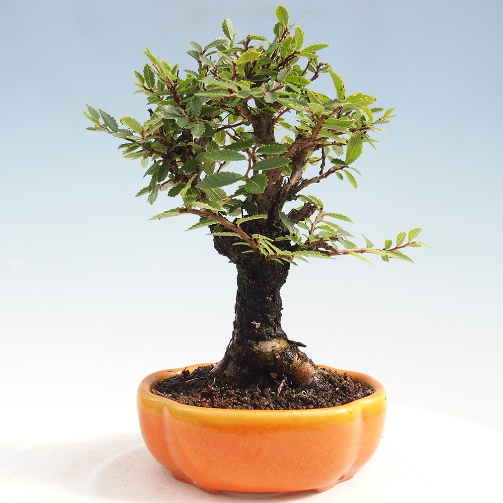 Bonsai im Freien - Zelkova - Zelkova NIRE