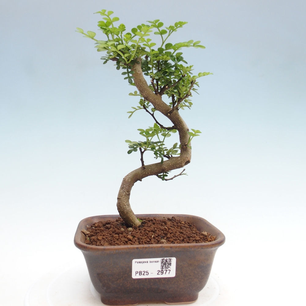 Zimmerbonsai - Zantoxylum piperitum - Pfefferminze