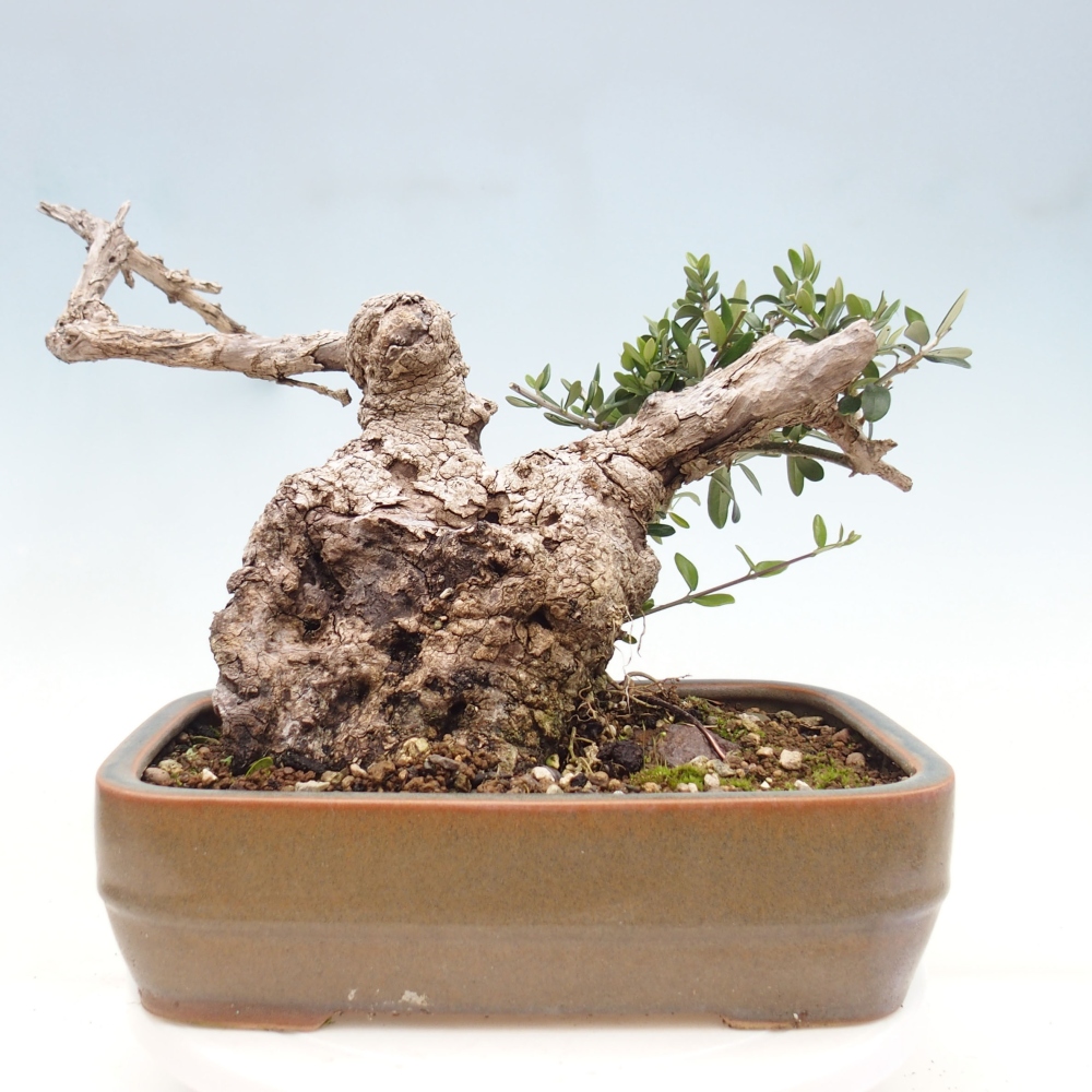 Indoor-Bonsai - Olea europaea sylvestris - Europäisches kleinblättriges Olivenöl