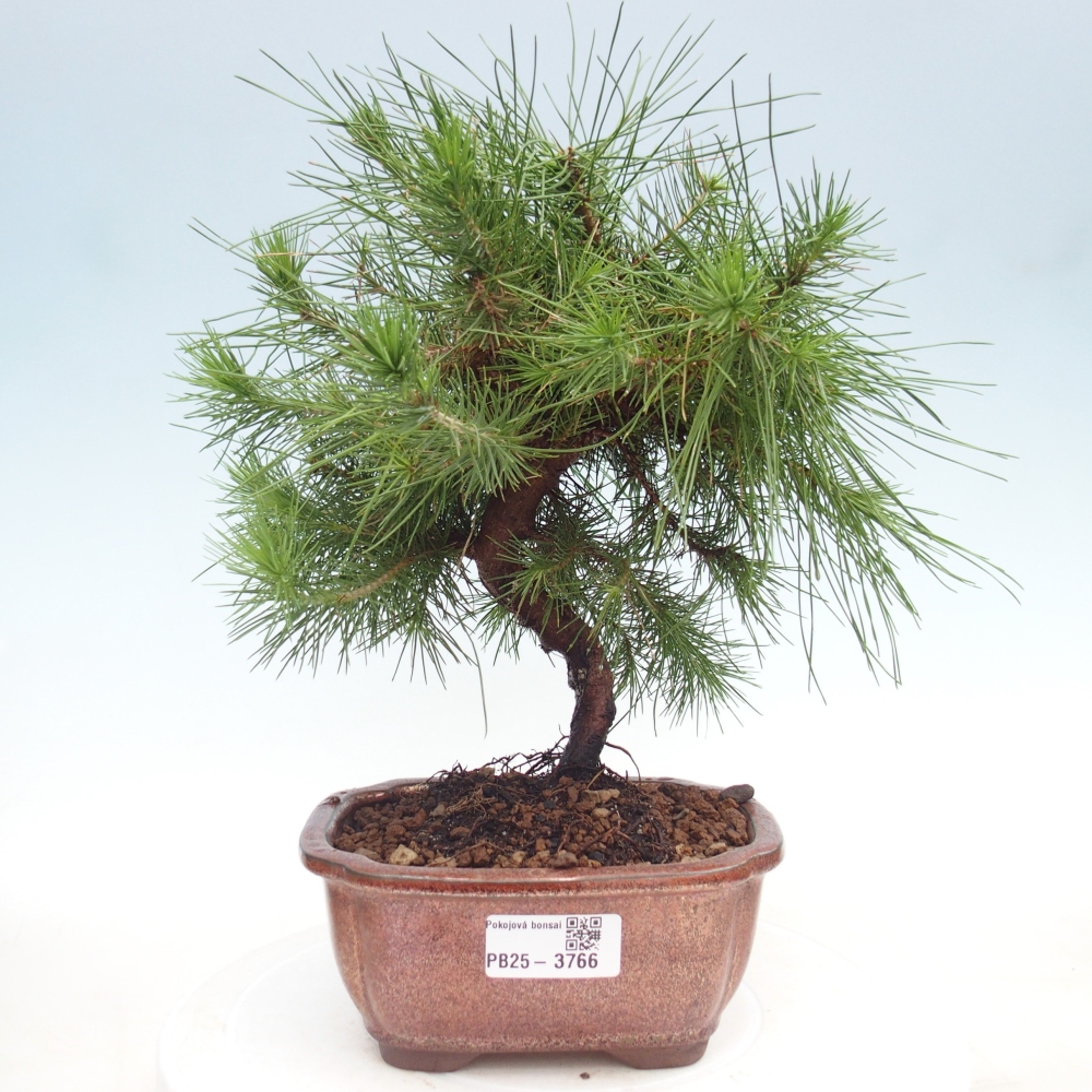 Zimmer Bonsai-Pinus halepensis-Kiefer von Aleppo