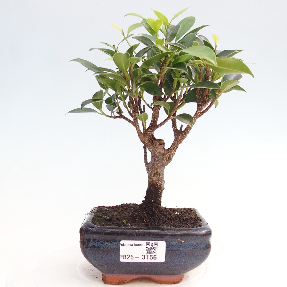 Zimmer Bonsai Ficus retusa kimmen