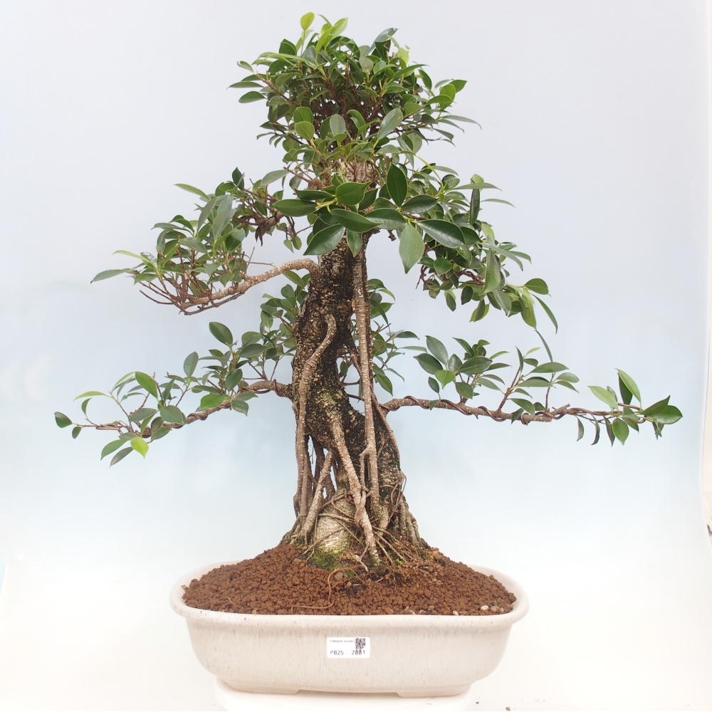 Zimmerbonsai - Ficus kimmen - kleinblättriger Ficus - NUR PERSÖNLICHE ABHOLUNG oder Palettentransport