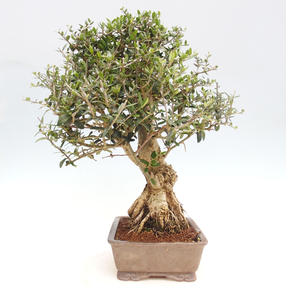 Indoor-Bonsai - Olea europaea sylvestris - Europäisches kleinblättriges Olivenöl
