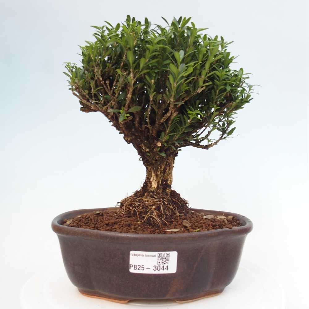 Innenbonsai - Buxus harlandii - Korkbuchsbaum