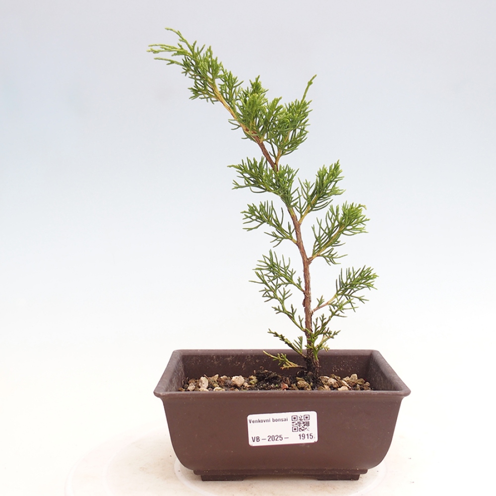 Outdoor bonsai - Juniperus chinensis Itoigawa - Chinese juniper