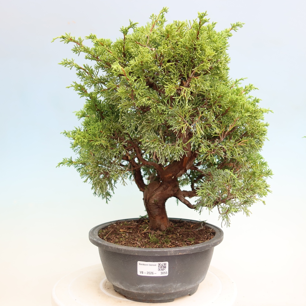 Bonsai für draußen - Juniperus chinensis Itoigawa-Juniperus chinensis