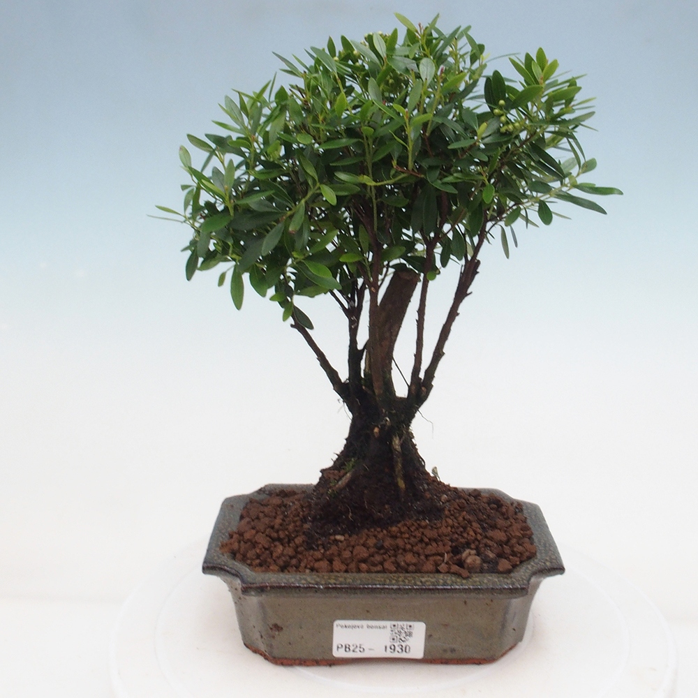 Zimmer Bonsai - Syzygium - Pimentovník