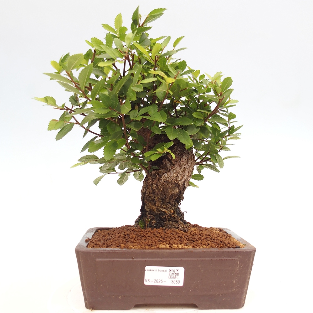 Bonsai im Freien - Zelkova - Zelkova serrata