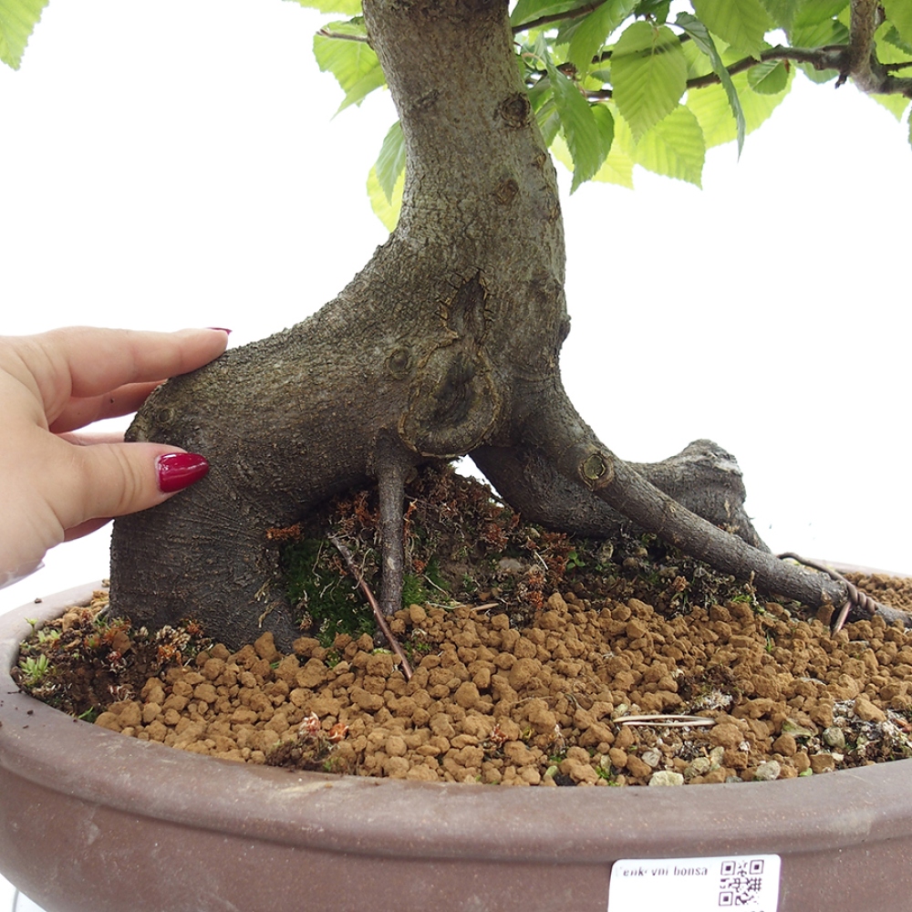 Bonsai im Freien - Hainbuche - Carpinus betulus
