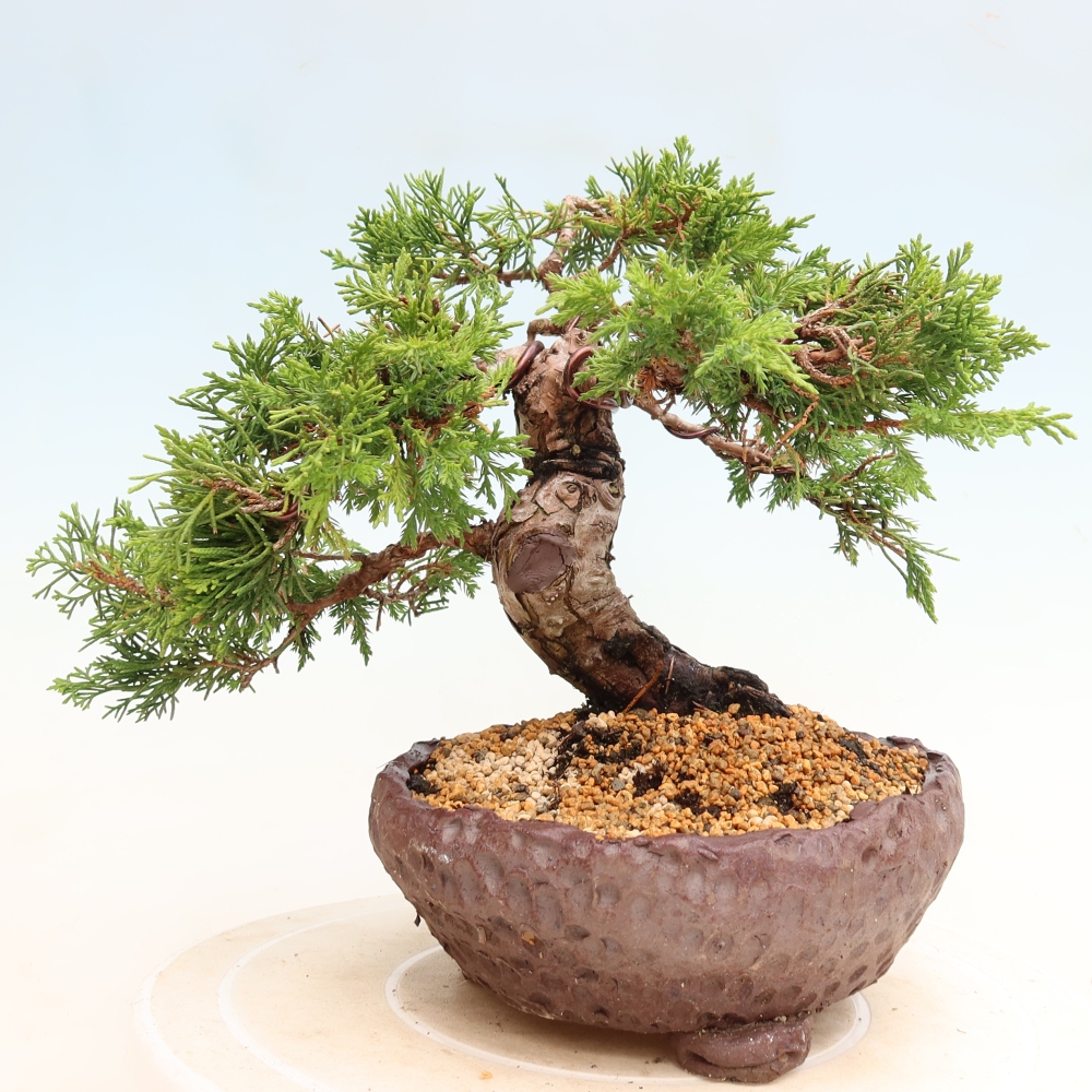 Bonsai für draußen - Juniperus chinensis Itoigawa-Juniperus chinensis