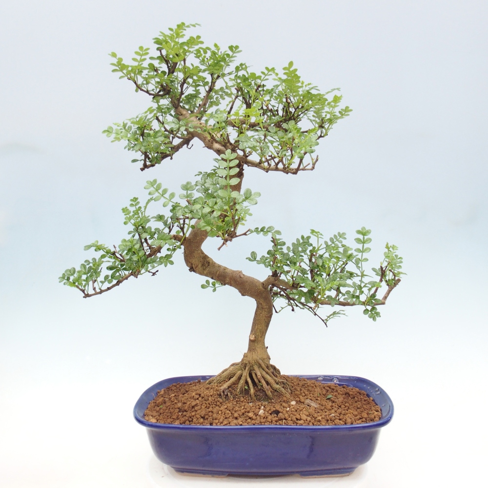 Zimmer Bonsai - Zantoxylum piperitum - Pfefferbaum
