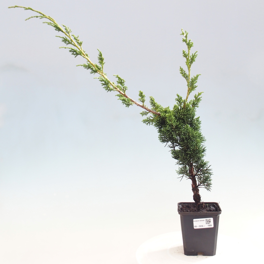 Bonsai für draußen - Juniperus chinensis Kishu