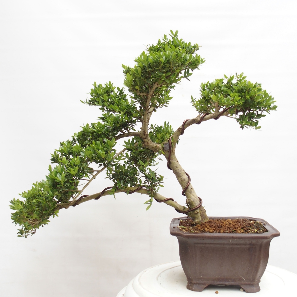 Zimmerbonsai - Ilex crenata - Holly