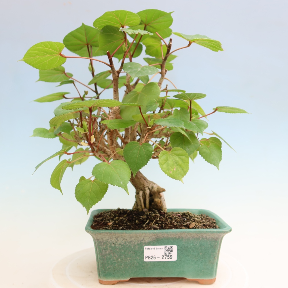 Zimmerbonsai - Hibiscus tiliaceus - Meeres-Hibiskus