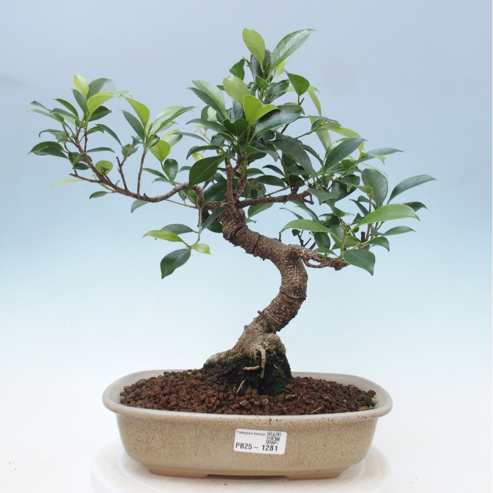 Indoor-Bonsai - Ficus kimmen - kleinblättriger Ficus