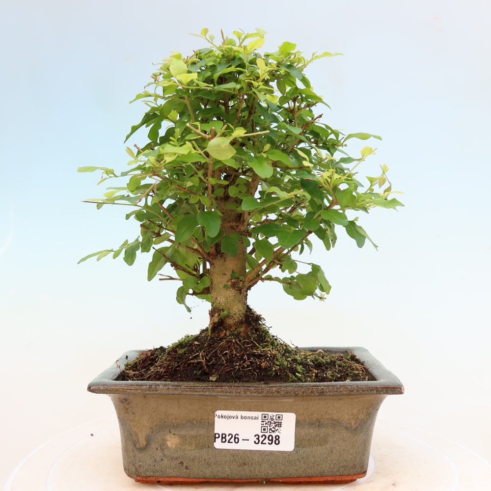 Zimmer Bonsai -Ligustrum chinensis - Vogelschnabel