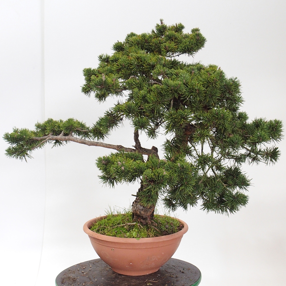 Yamadori - Pinus sylvestris Spanien