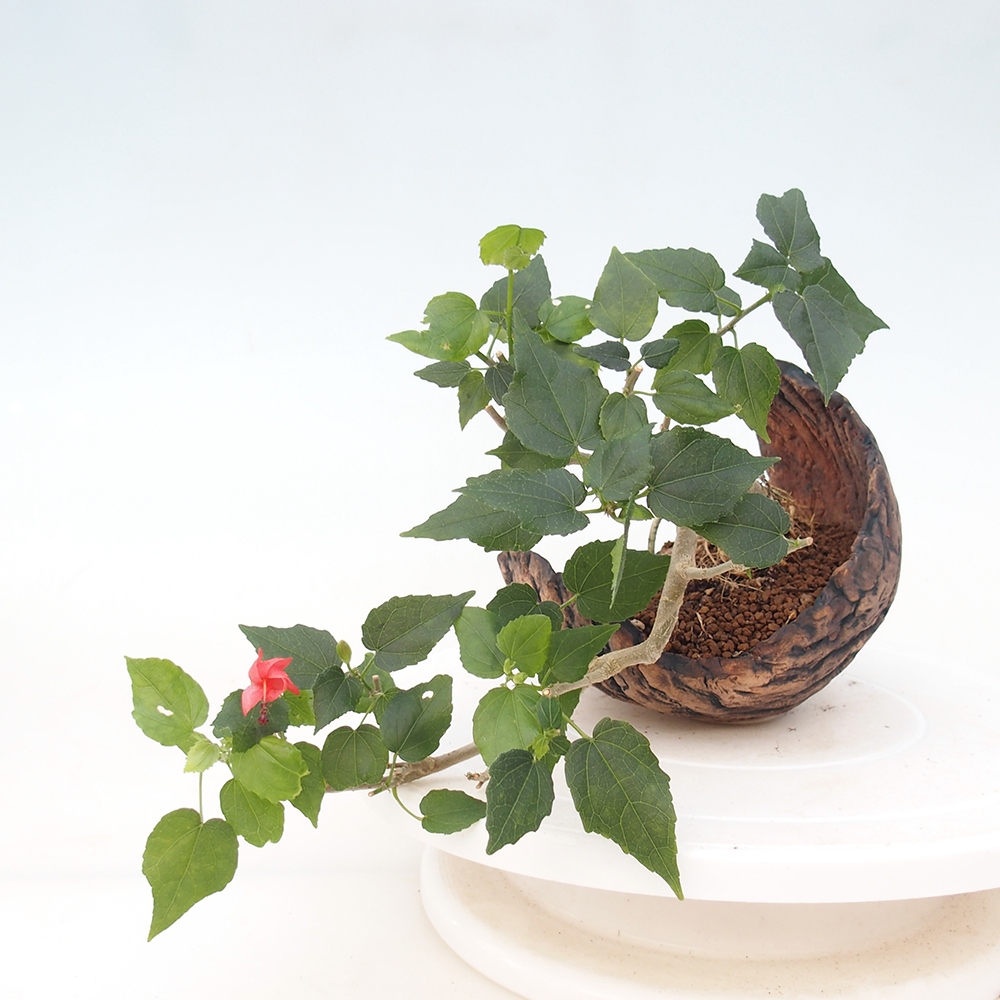 Zimmerbonsai - Malvaviscus arboreus