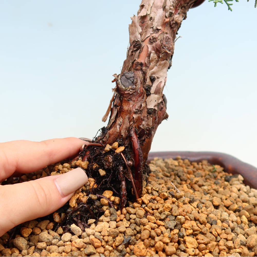 Bonsai für draußen - Juniperus chinensis Kishu