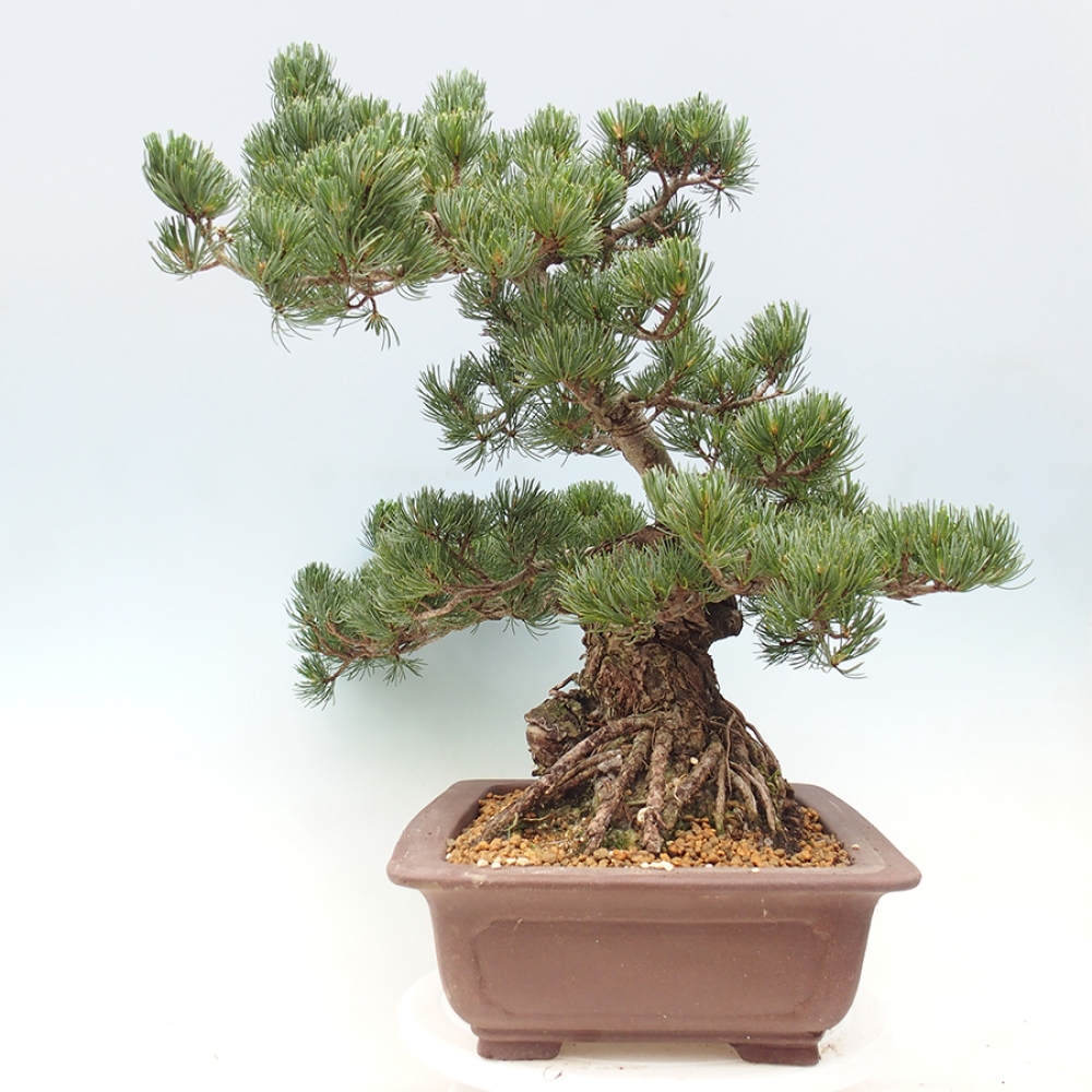 Bonsai für draußen - Pinus parviflora - Pinus parviflora