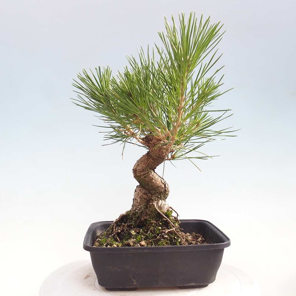 Bonsai für draußen - Pinus thunbergii - Thunberg-Kiefer