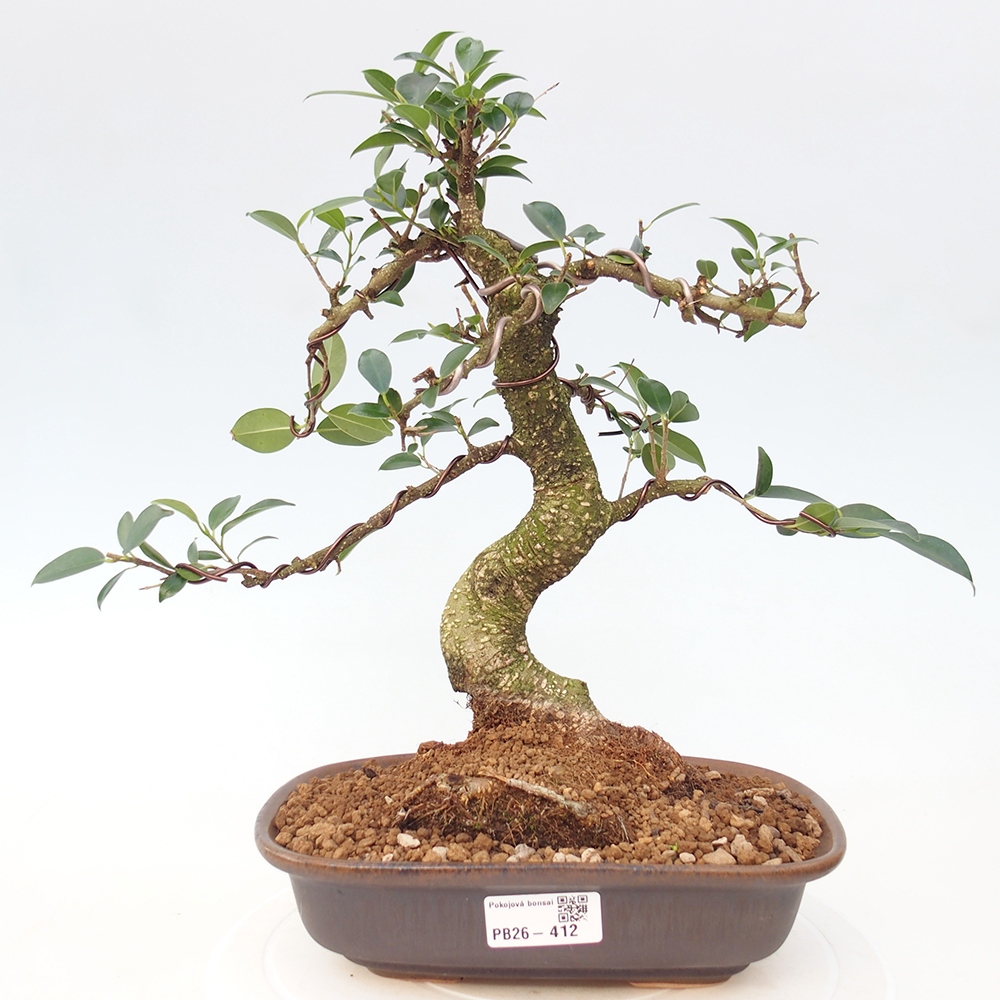 Zimmerbonsai - Ficus retusa - Kleinblättriger Ficus