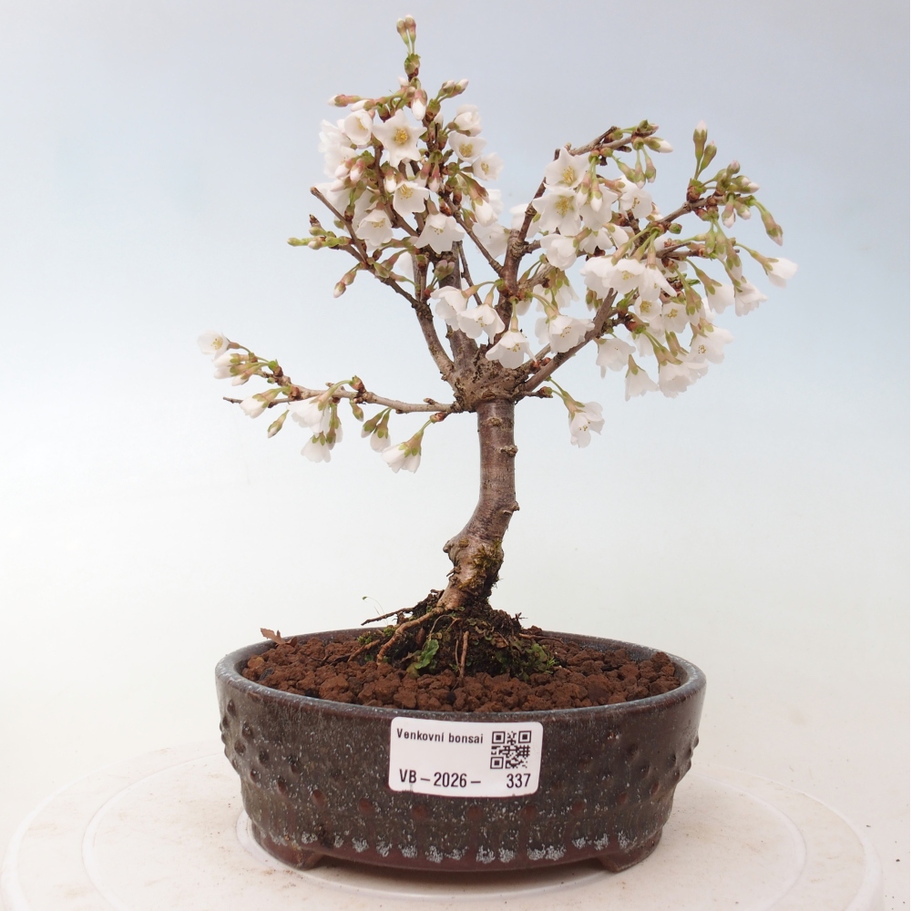 Bonsai für draußen - Prunus incisa Kojou-no mai-Plivon ausgeschnitten