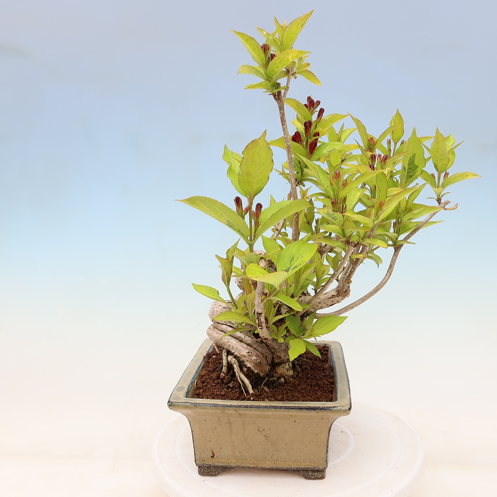 Freiland-Bonsai – Weigela subsessilis – Koreanische Weigela