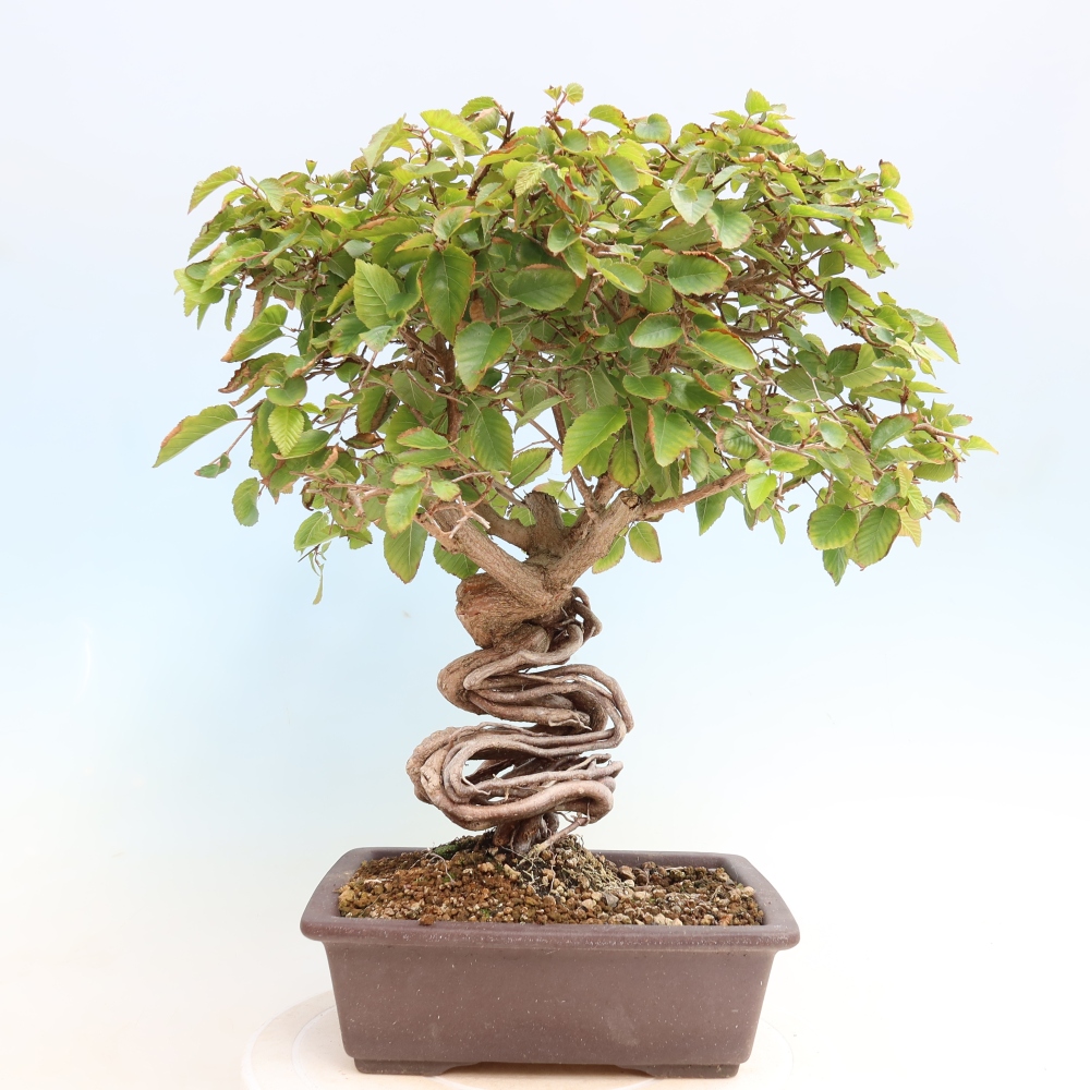 Bonsai für draußen -Carpinus CARPINOIDES - Koreanische Hainbuche